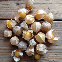 GOLDEN BERRY KAPSTACHELBEERENSAMEN